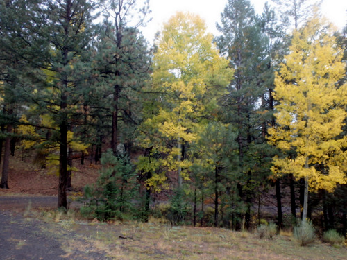 GDMBR: We reached the main forest road, NF-239, and we will be riding south.